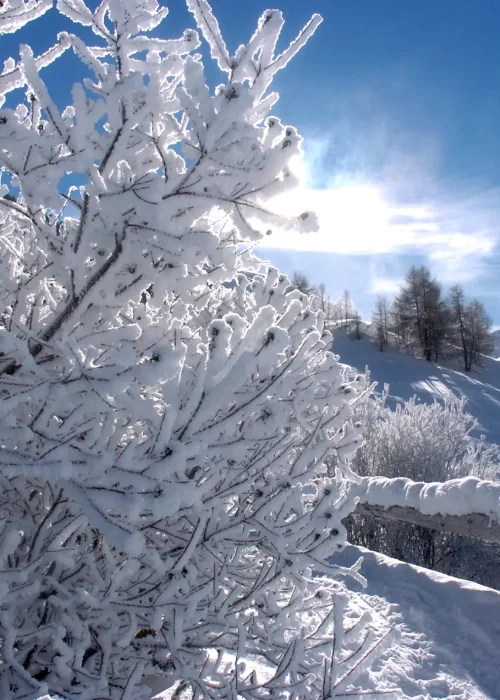 Paesaggio invernale con alberi innevati e cielo blu.
